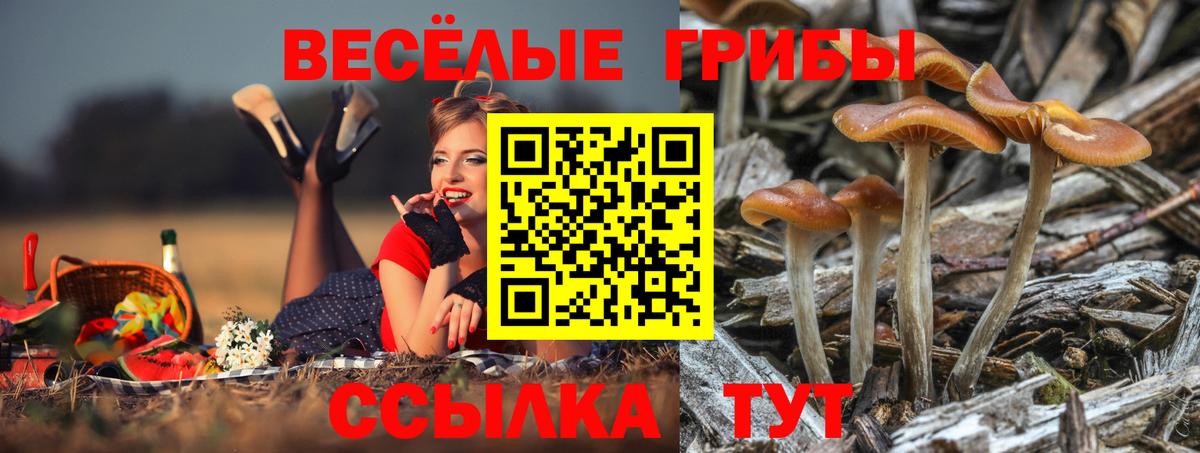 Галлюциногенные грибы GOLDEN TEACHER  Вход с VPN  Верхняя Пышма 